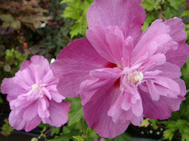 楽天市場 ムクゲ 紫八重 ポット苗 苗木部 by 花ひろばオンライン 楽天市場 ムクゲ 紫八重 ポット苗 苗木部 by 花ひろばオンライン