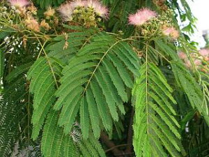 lmL 3.5|bgc y̖؃V[Yz