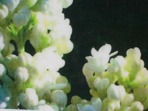 CbN c  i }_Cl ږ |bgc  t V{c[