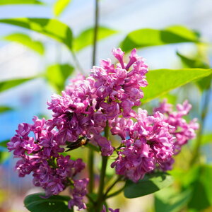 CbN c ` i ~bVF ub`[ ږ |bgc  t V{c[ yϏ܉Ԗ؁z