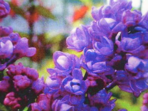 CbN c Ԏ i ~ZXGh[hn[fBO ږ |bgc  t V{c[ yϏ܉Ԗ؁z