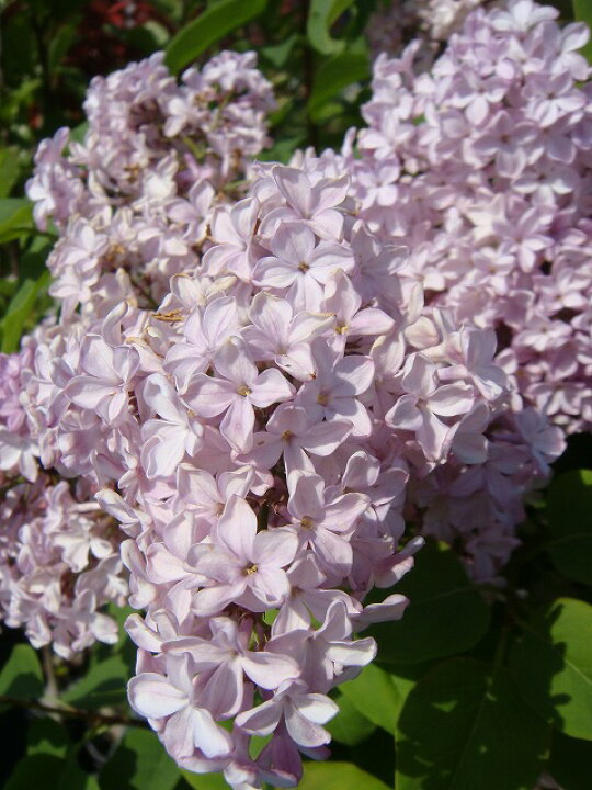 楽天市場 ライラック 紫 根巻き大苗 苗木部 ｂｙ 花ひろばオンライン