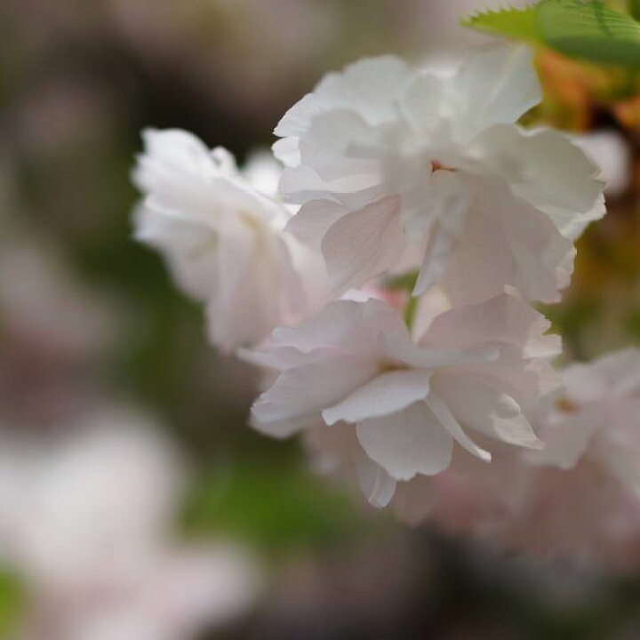 楽天市場 八重桜 一葉桜 1年生 接ぎ木 苗 苗木部 ｂｙ 花ひろばオンライン
