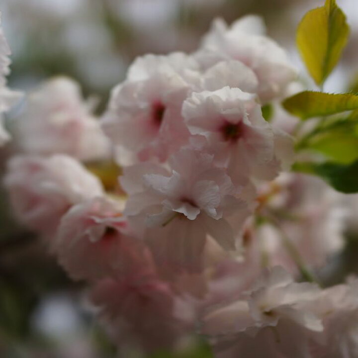 楽天市場 八重桜 一葉桜 1年生 接ぎ木 苗 苗木部 ｂｙ 花ひろばオンライン