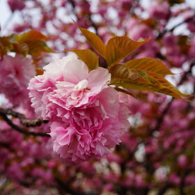楽天市場 八重桜 関山 1年生 接ぎ木 苗 苗木部 ｂｙ 花ひろばオンライン