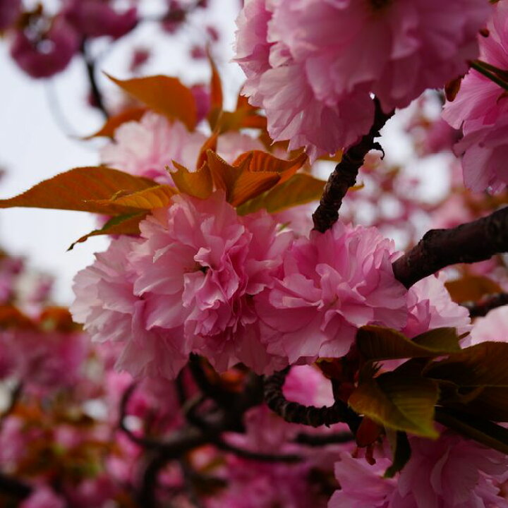 楽天市場 八重桜 関山 1年生 接ぎ木 苗 苗木部 ｂｙ 花ひろばオンライン