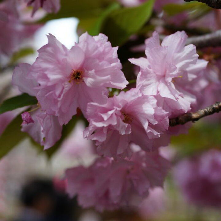 楽天市場 八重桜 関山 1年生 接ぎ木 苗 苗木部 ｂｙ 花ひろばオンライン