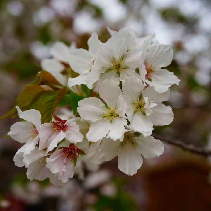 楽天市場 さくら 大島桜 1年生 接ぎ木 苗 予約販売 12月中旬頃発送予定です 苗木部 ｂｙ 花ひろばオンライン