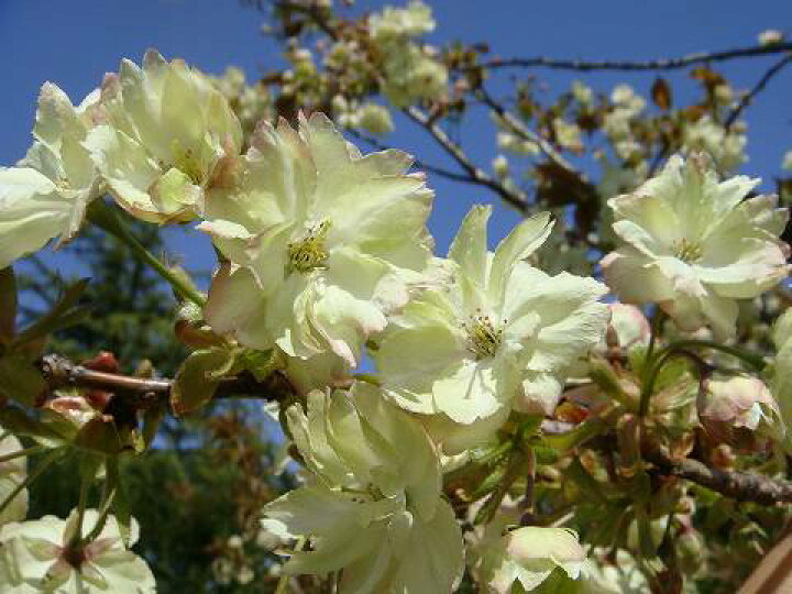 楽天市場 桜 鬱金 右近 1年生 接ぎ木 苗 苗木部 by 花ひろばオンライン 楽天市場 桜 鬱金 右近 1年生 接ぎ木 苗 苗木部 by 花ひろばオンライン