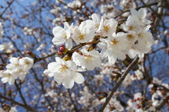 Hana Online Cherry Tree Young Plant Yoshino Somei Sakura