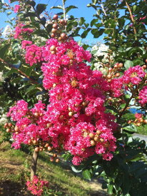 楽天市場 花ひろばの通販