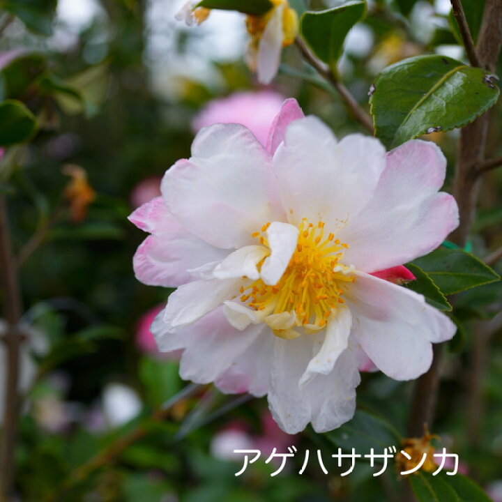 楽天市場 アゲハサザンカ サザンカ 根巻き苗 苗木部 by 花ひろばオンライン 楽天市場 アゲハサザンカ サザンカ 根巻き苗 苗木部 by 花ひろばオンライン