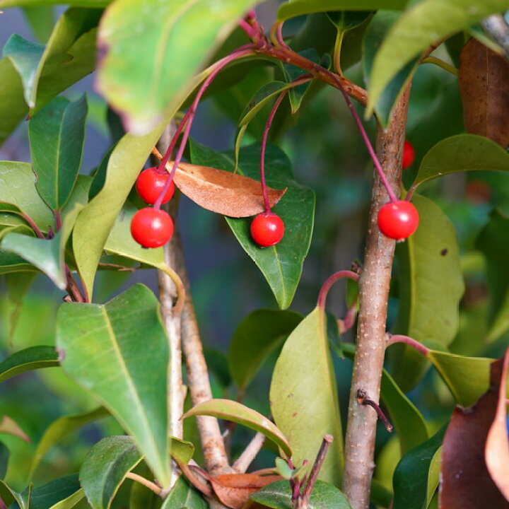 楽天市場 実のなるソヨゴ 雌株 株立ち シンボルツリー 西濃運輸お届け 北海道 沖縄 離島不可 植木 高木 庭木 常緑樹 苗木部 ｂｙ 花ひろばオンライン