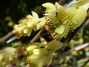 y̖؃V[Yz y~YLigT~YLj 3.5|bgc