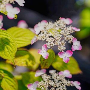 苗 ヤマアジサイの人気商品 通販 価格比較 価格 Com