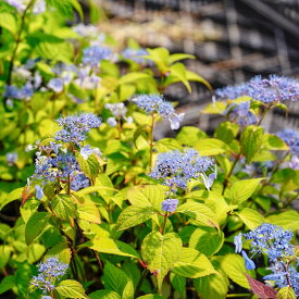 楽天市場 白い ガク アジサイの通販