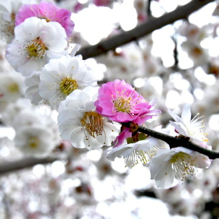楽天市場 思いのまま 3色咲き分け 花梅 1年生 接ぎ木 苗 苗木部 ｂｙ 花ひろばオンライン