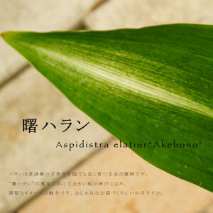 【曙ハラン】 5号ポット苗