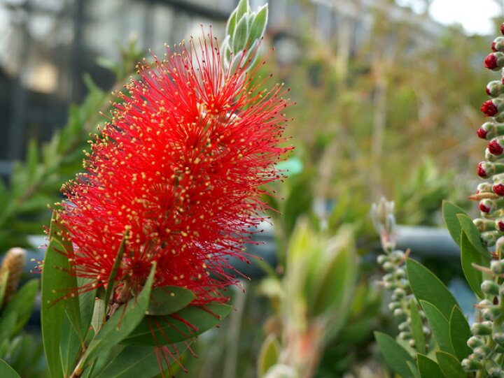 楽天市場 フォスター 金宝樹 キンポウジュ ブラシノキ カリステモン 5号ポット苗 苗木部 by 花ひろばオンライン 楽天市場 フォスター 金宝樹 キンポウジュ ブラシノキ カリステモン 5号ポット苗 苗木部 by 花ひろばオンライン