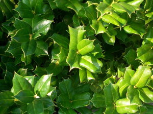 NX}X̃qCM `Cj[Yz[[ 5|bgc