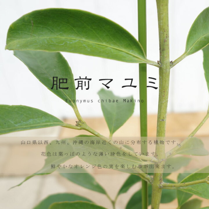 楽天市場 肥前マユミ ポット苗 庭木 常緑小高木 オレンジ花が魅力的 苗木部 by 花ひろばオンライン 楽天市場 肥前マユミ ポット苗 庭木 常緑小高木 オレンジ花が魅力的 苗木部 by 花ひろばオンライン