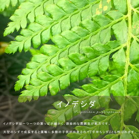 楽天市場 日陰 寄せ植えの通販
