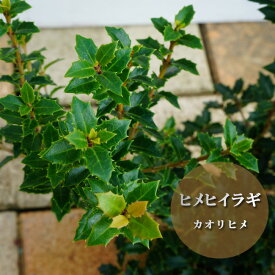 楽天市場 ヒイラギ 鉢植えの通販