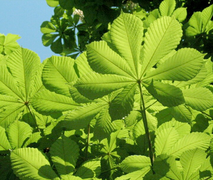楽天市場 紅花 マロニエ 西洋トチノキ 根巻き大苗 庭木 シンボルツリー 大型宅配便 沖縄 離島不可 苗木部 ｂｙ 花ひろばオンライン