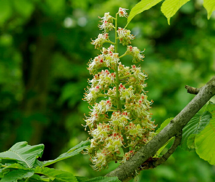 楽天市場 紅花 マロニエ 西洋トチノキ 根巻き大苗 庭木 シンボルツリー 大型宅配便 沖縄 離島不可 苗木部 ｂｙ 花ひろばオンライン