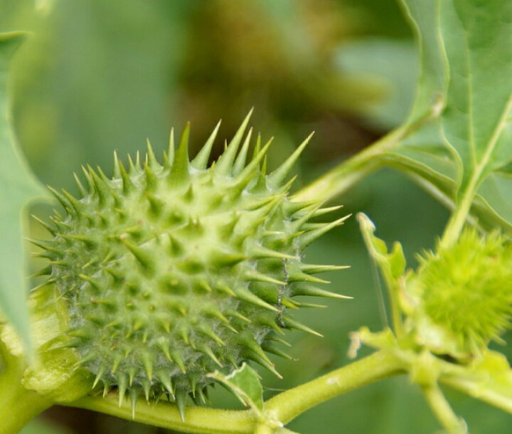楽天市場 紅花 マロニエ 西洋トチノキ 根巻き大苗 庭木 シンボルツリー 大型宅配便 沖縄 離島不可 苗木部 ｂｙ 花ひろばオンライン