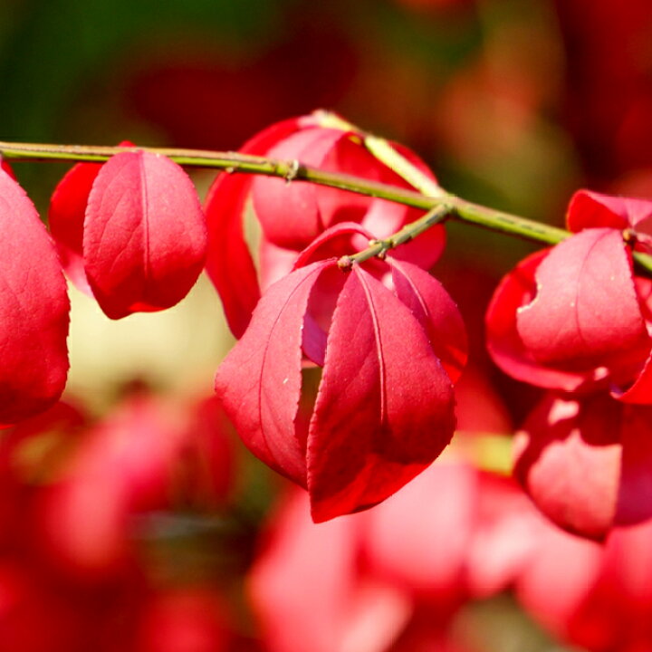 楽天市場 珍樹 斑入りニシキギ ポット苗 苗木部 ｂｙ 花ひろばオンライン