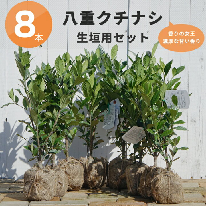 楽天市場 オオヤエクチナシ 根巻き苗 生垣セット 八重クチナシ 苗 8本 苗木部 by 花ひろばオンライン 楽天市場 オオヤエクチナシ 根巻き苗 生垣セット 八重クチナシ 苗 8本 苗木部 by 花ひろばオンライン