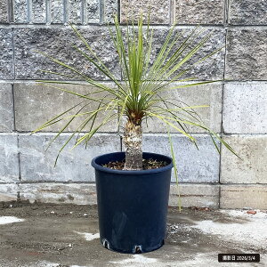 観葉植物 ロストラータ」の人気商品一覧 | 安い商品を通販サイトから