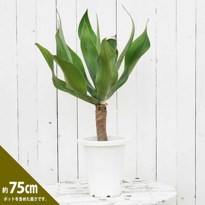 楽天市場】アガベ 、リュウゼツラン 【アテナータ】 7号鉢植え : 苗木 