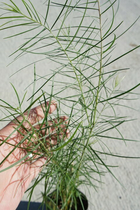 楽天市場 アカシアの木 フロリブンダ 3号ポット苗 苗木部 by 花ひろばオンライン 楽天市場 アカシアの木 フロリブンダ 3号ポット苗 苗木部 by 花ひろばオンライン