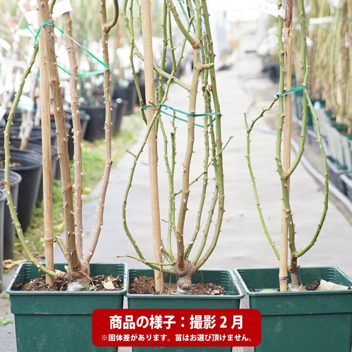 楽天市場】四季咲きバラ苗 【ロイヤルサンセット】 3年生1.2m長尺大苗 