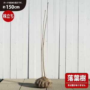 yRVAuz  ciH:150cmj R@AVR ̎Rؕc VR ^zցE卫 kCEꌧEւ̔s
