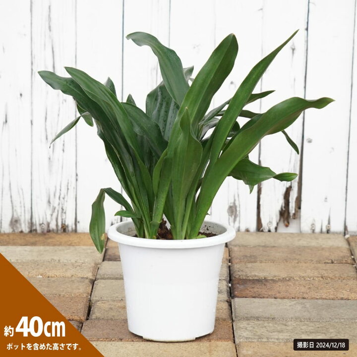 完売 縁起植物＊希少苗＊大株【斑入りオモト＊万年青】つぼみあり＊