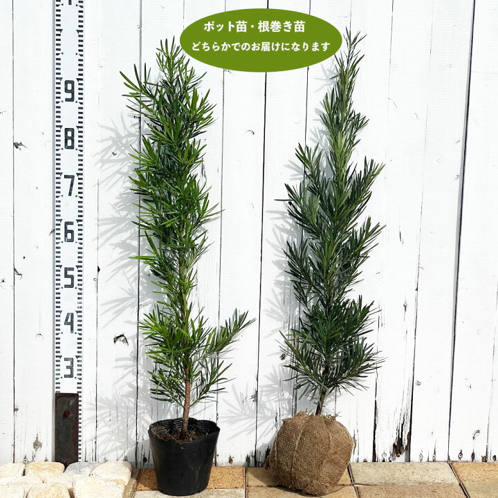 苗/苗木 【50本セット】 ラカンマキ 樹高0.3m前後 受け止める 10.5cm 