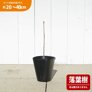 �y�R�V�A�u���z 4���|�b�g�c �i20�`40cm�j ���̎R�ؕc