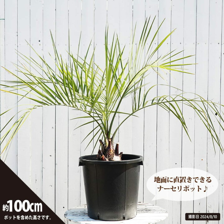 楽天市場】ヤシの木 【ココスヤシ】 ナーセリーポット植え 特大苗 大型 