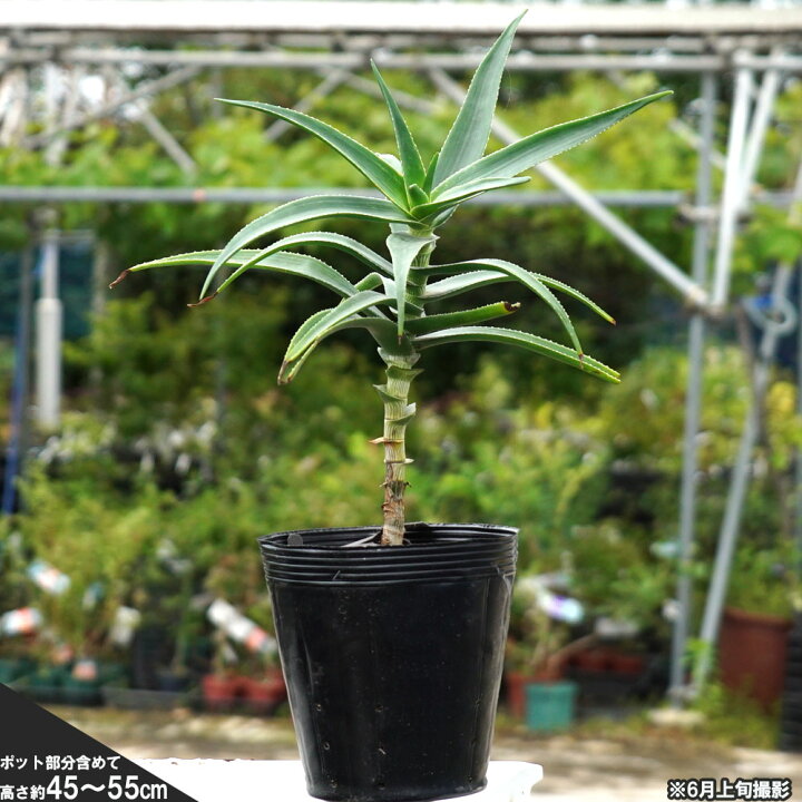 楽天市場】【ストリアチュラ】アロエの仲間 ポット苗多肉植物 観葉植物 