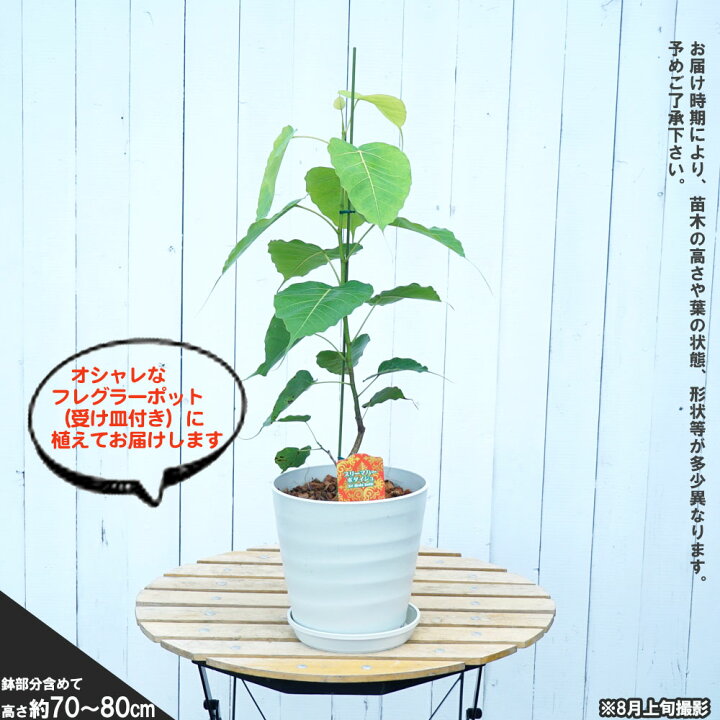 楽天市場 インドボダイジュ スリー マハー菩提樹 フレグラーポット苗 鉢植え 受け皿付き 観葉植物 結婚祝い 苗木部 by 花ひろばオンライン 楽天市場 インドボダイジュ スリー マハー菩提樹 フレグラーポット苗 鉢植え 受け皿付き 観葉植物 結婚祝い 苗木部 by 花ひろばオンライン