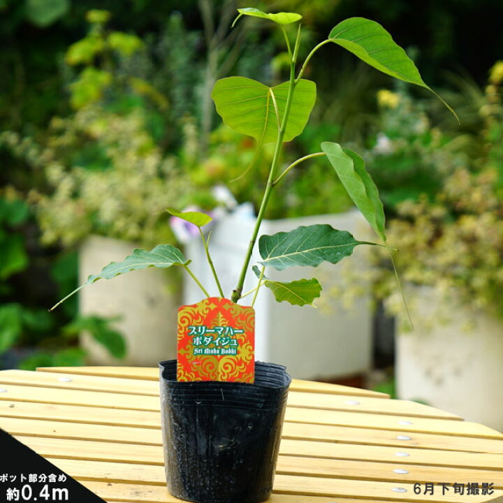 爆買い インド菩提樹 スリーマハー ボダイジュ 12cmポット苗 Thongtintuyensinh Com Vn