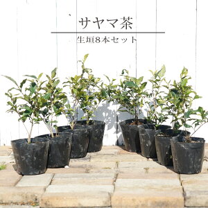 お茶の木 【サヤマカオリ (狭山茶)】 5号ポット苗 単品 or 4本セット or 8本セット or 植え付け用土とのセット販売