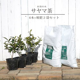 お茶の木 【サヤマカオリ】 5号ポット苗 4本と堆肥2袋セット