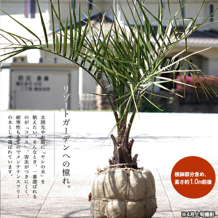 楽天市場】ヤシの木 【ココスヤシ】 1.0m 根巻き大苗 : 苗木部 by 花 