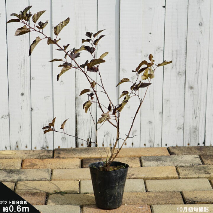 楽天市場 アメリカテマリシモツケ ディアボロ 5号ポット苗 苗木部 ｂｙ 花ひろばオンライン