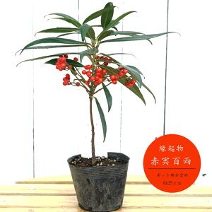  S iS J^`oij |bgc Ԏ or IтB¶