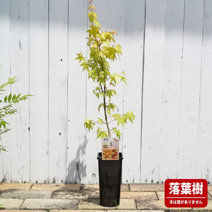 即完売商品》モミジ/茜（アカネ）【現品発送】管理70266 （モミジ 茜 